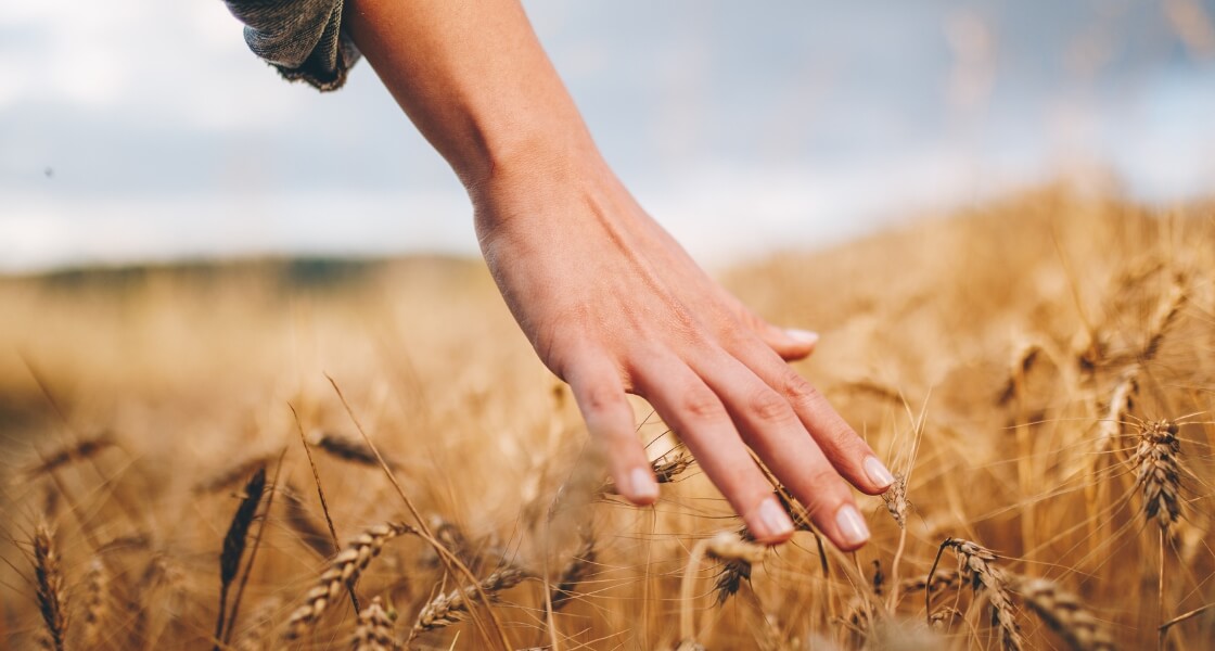 ¿Sabías que la alergia? - Mano pasando por campo de cereales. Alergia a los pólenes