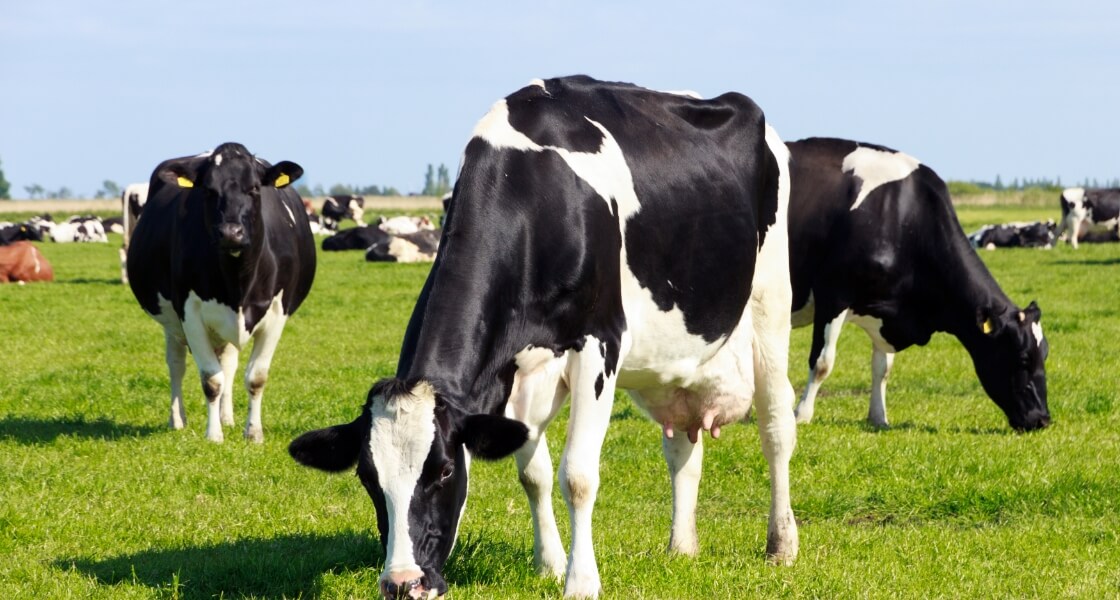 Vacas blancas y negras en el campo