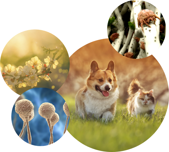 Rinitis alérgica - Perro y gato en el campo, ácaros, polen y hongos