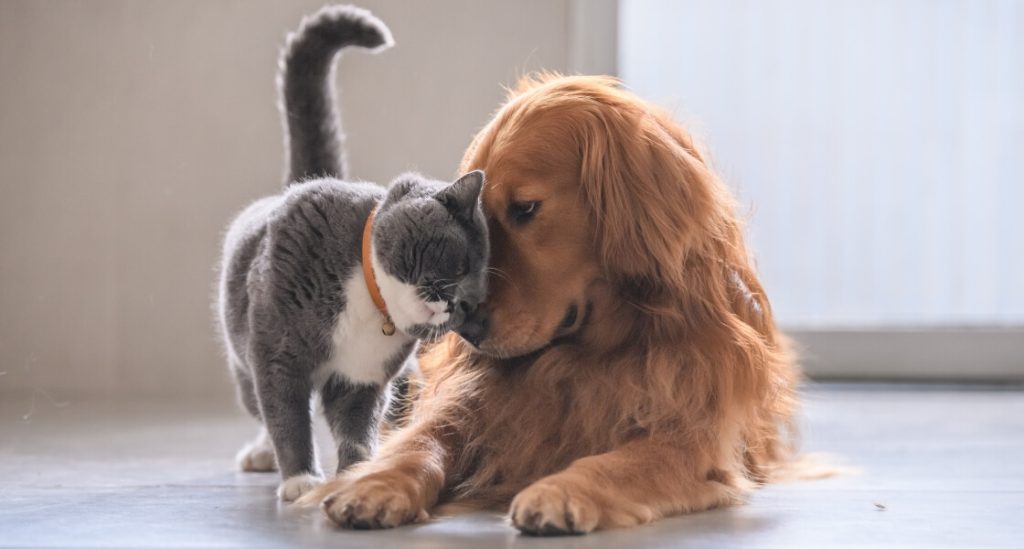 perro y gato