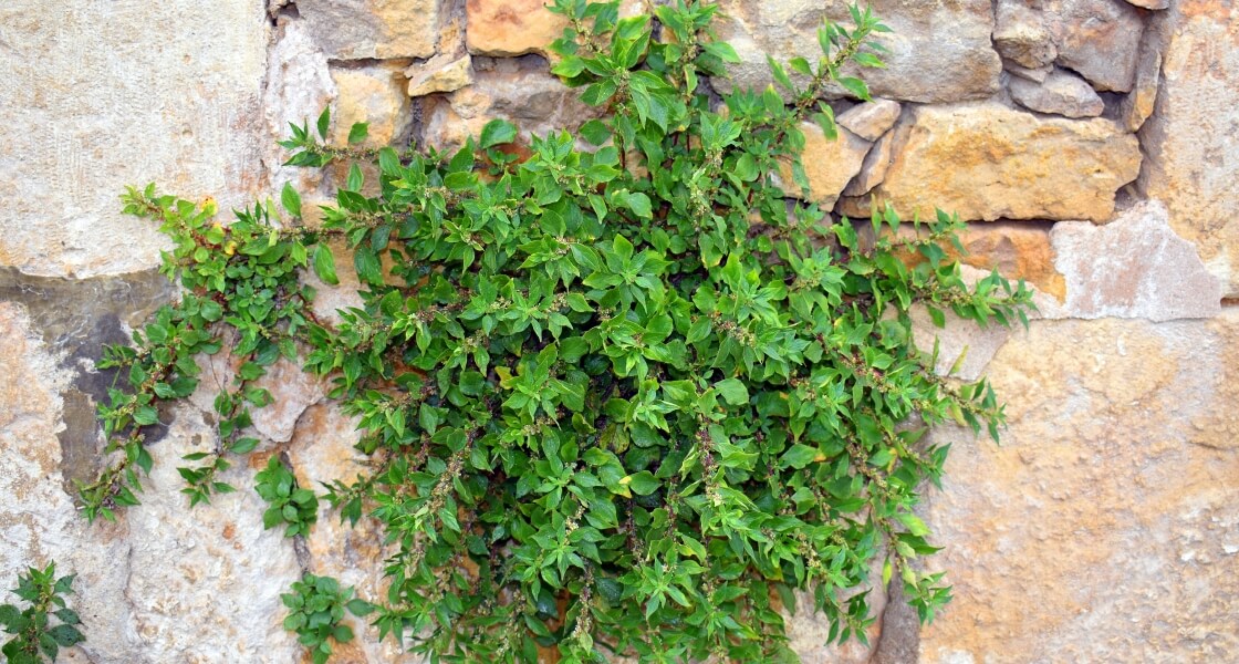 Parietaria judaica